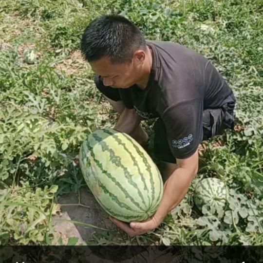 水果🍊🍊🍊🍇🍉🥰卖手机📱