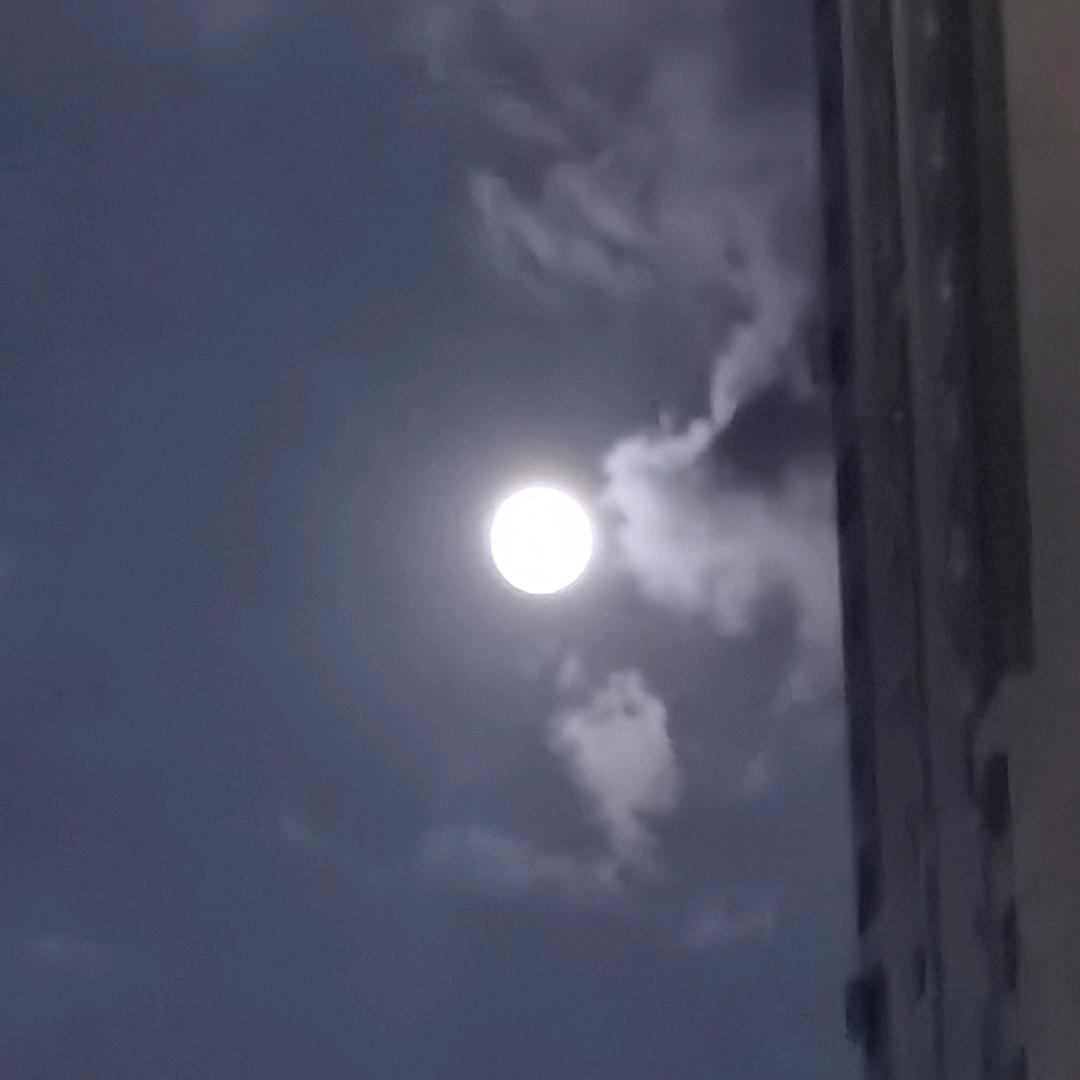 追风鸟³¹²