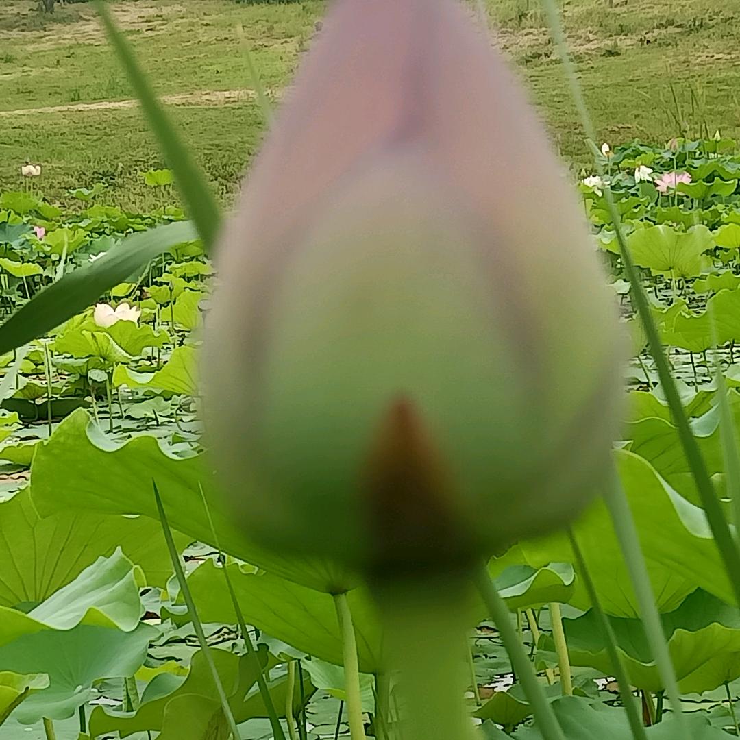 秋浓心爽