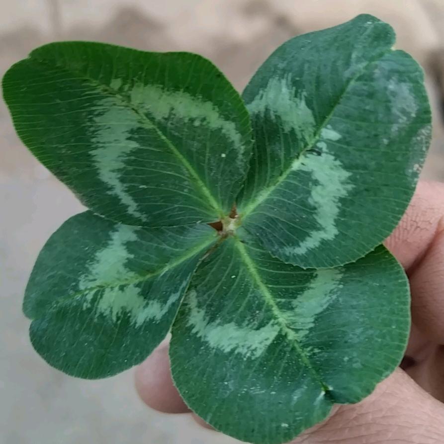 ꧁꫞80☬大叔꫞꧂