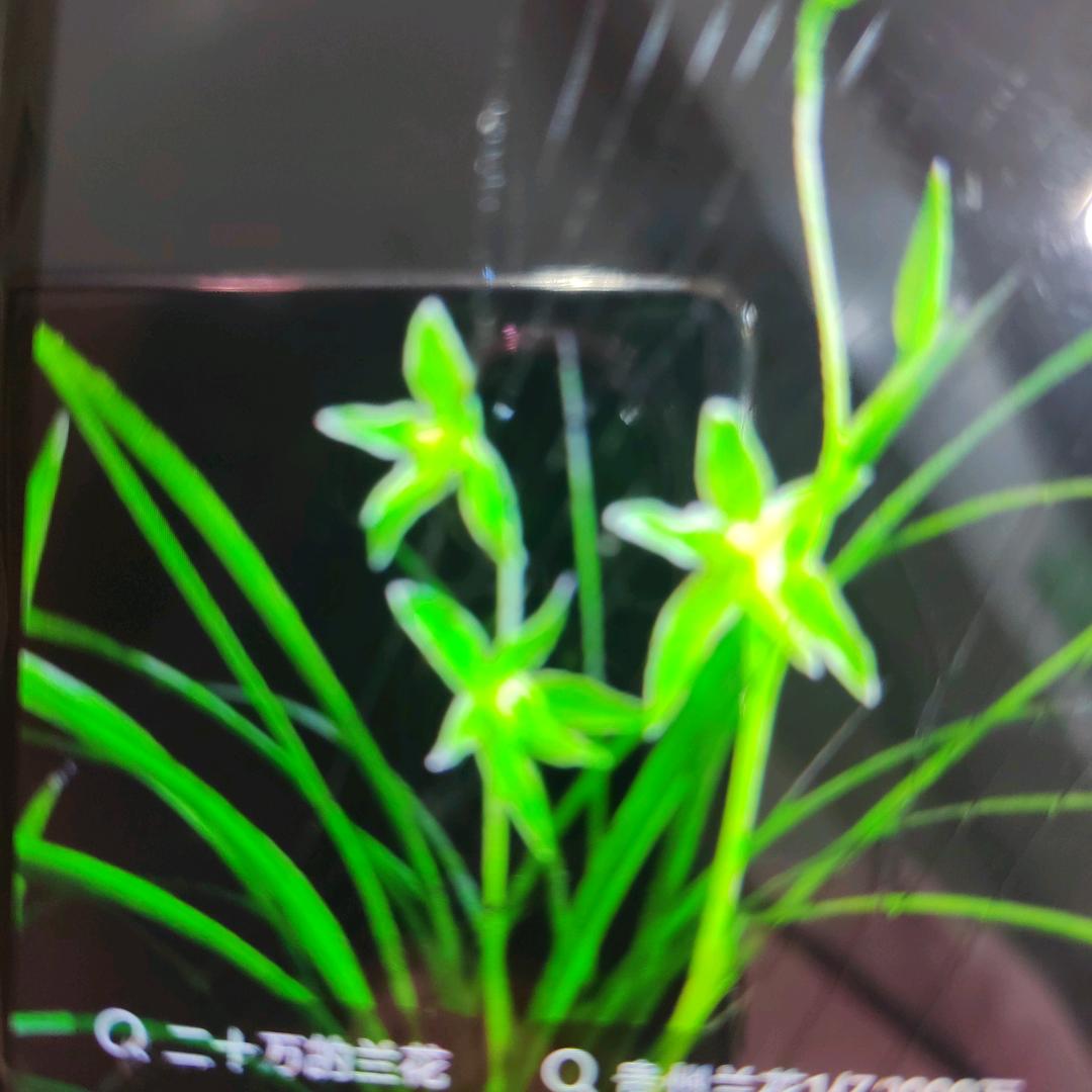 吕