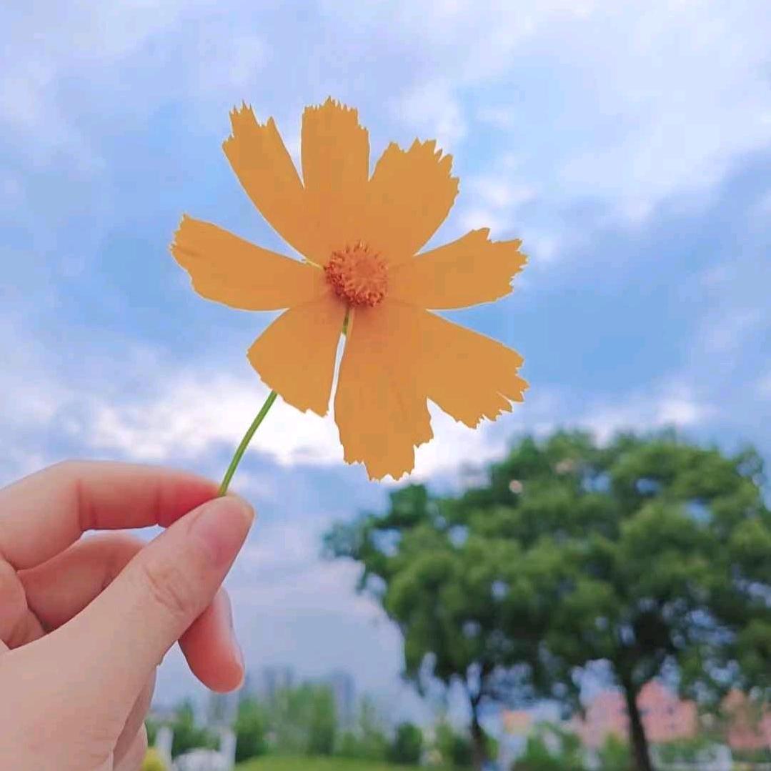 太阳花🌸