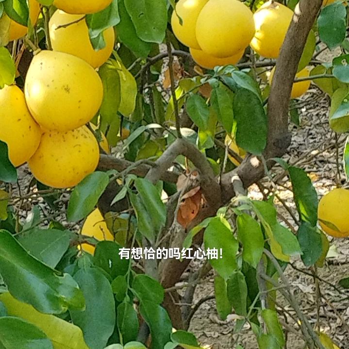 健哥