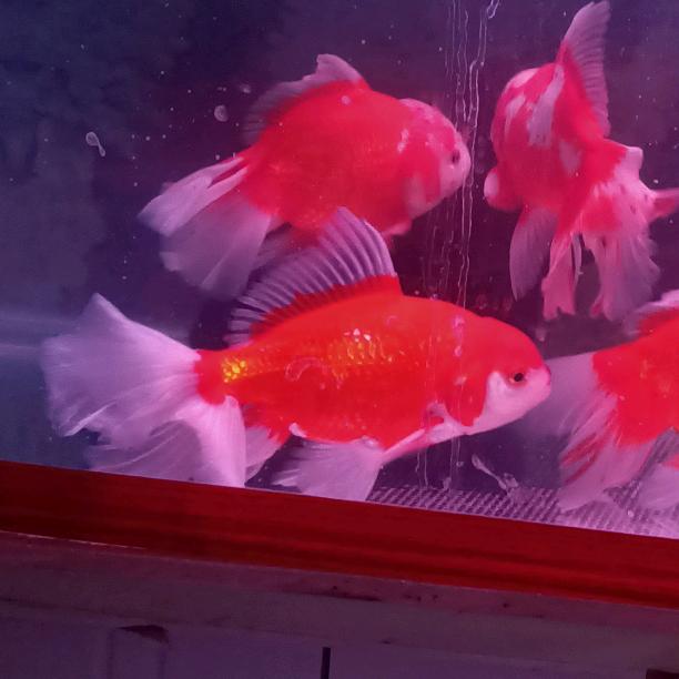 自己生活自己过