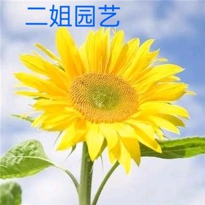 二姐园艺