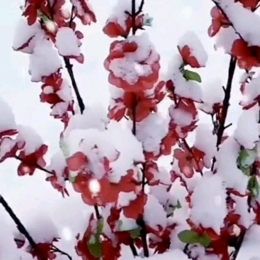 东山芦花鸡