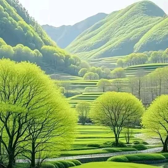 梦珂