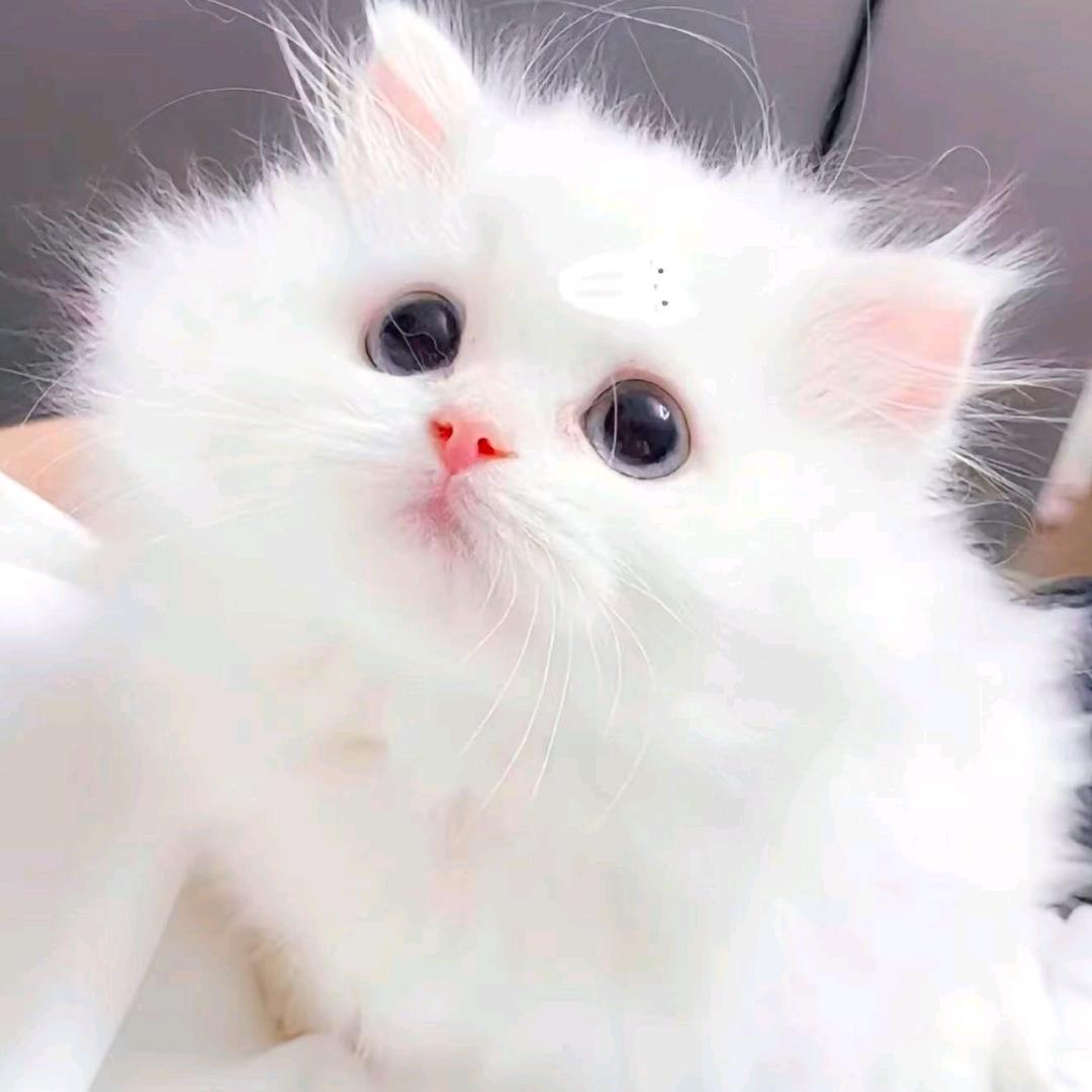 独自飞翔周周