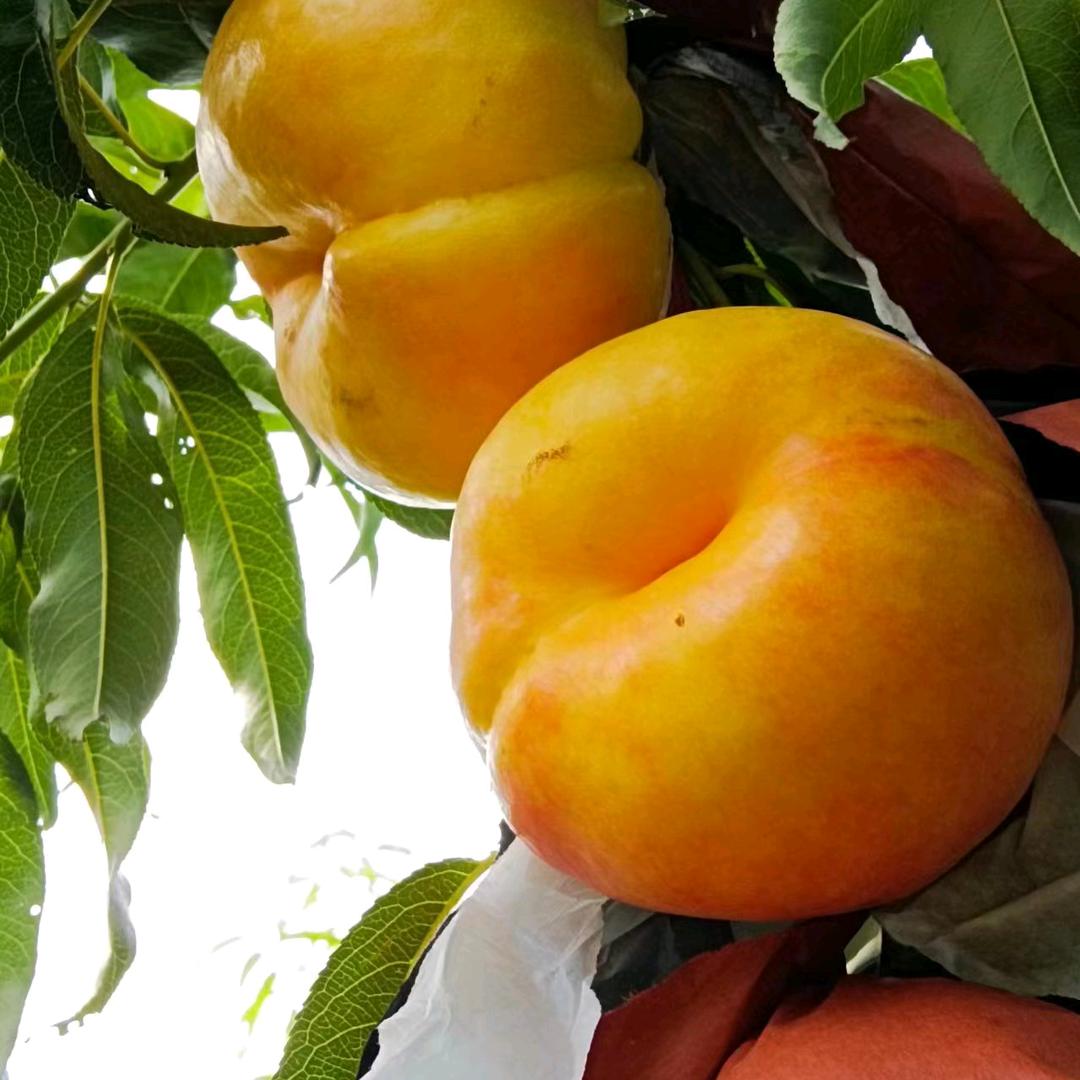 老兵果园苗木基地