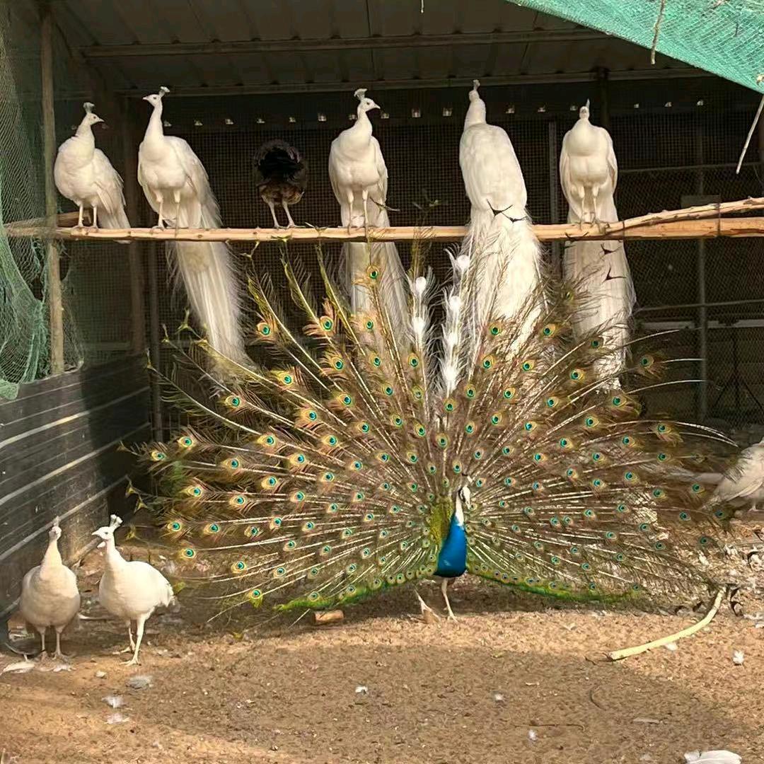 邯郸孔雀养殖基地