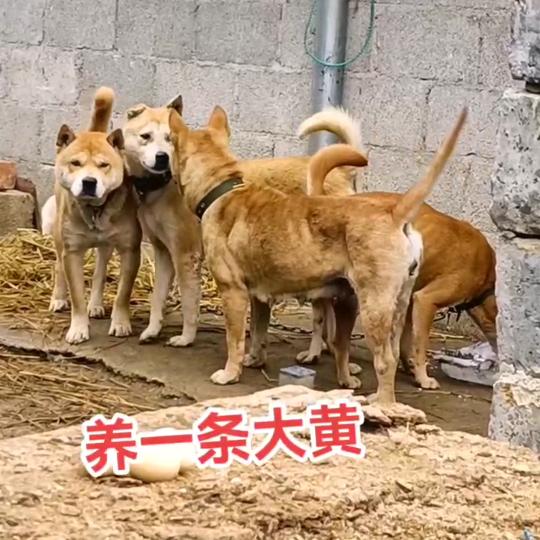 运威宠物乐园