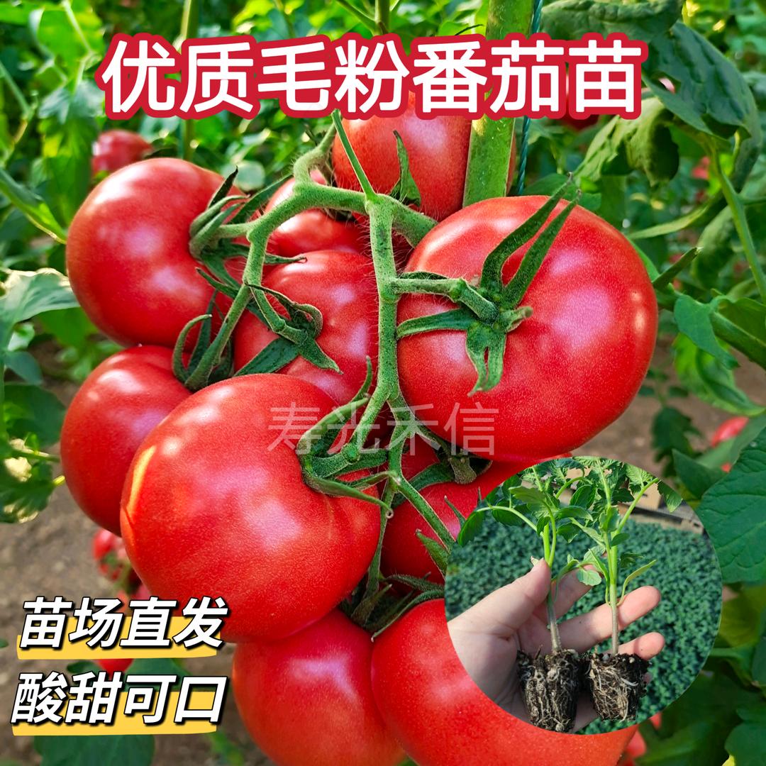 寿光禾信种苗农业示范园