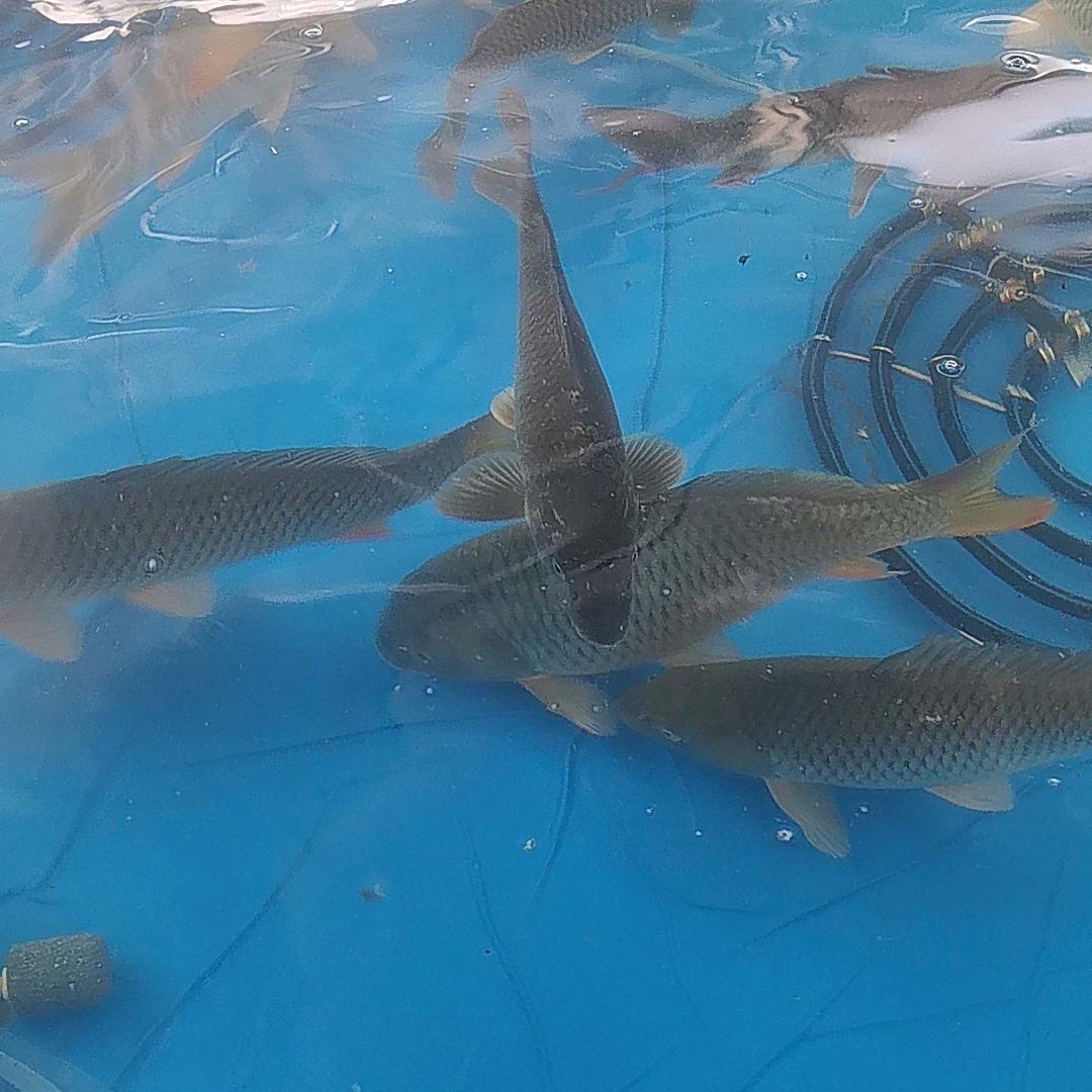 飞仔