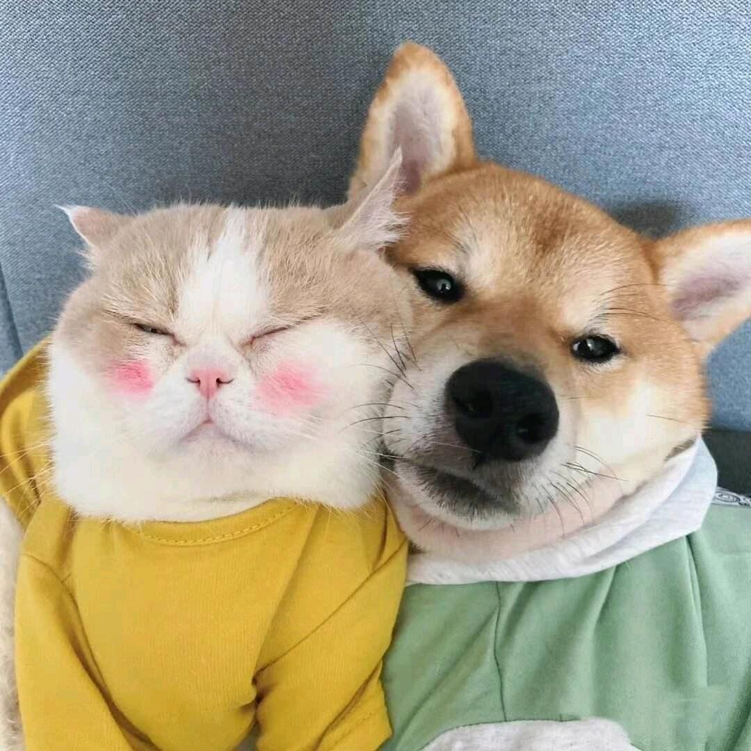 豪猪儿