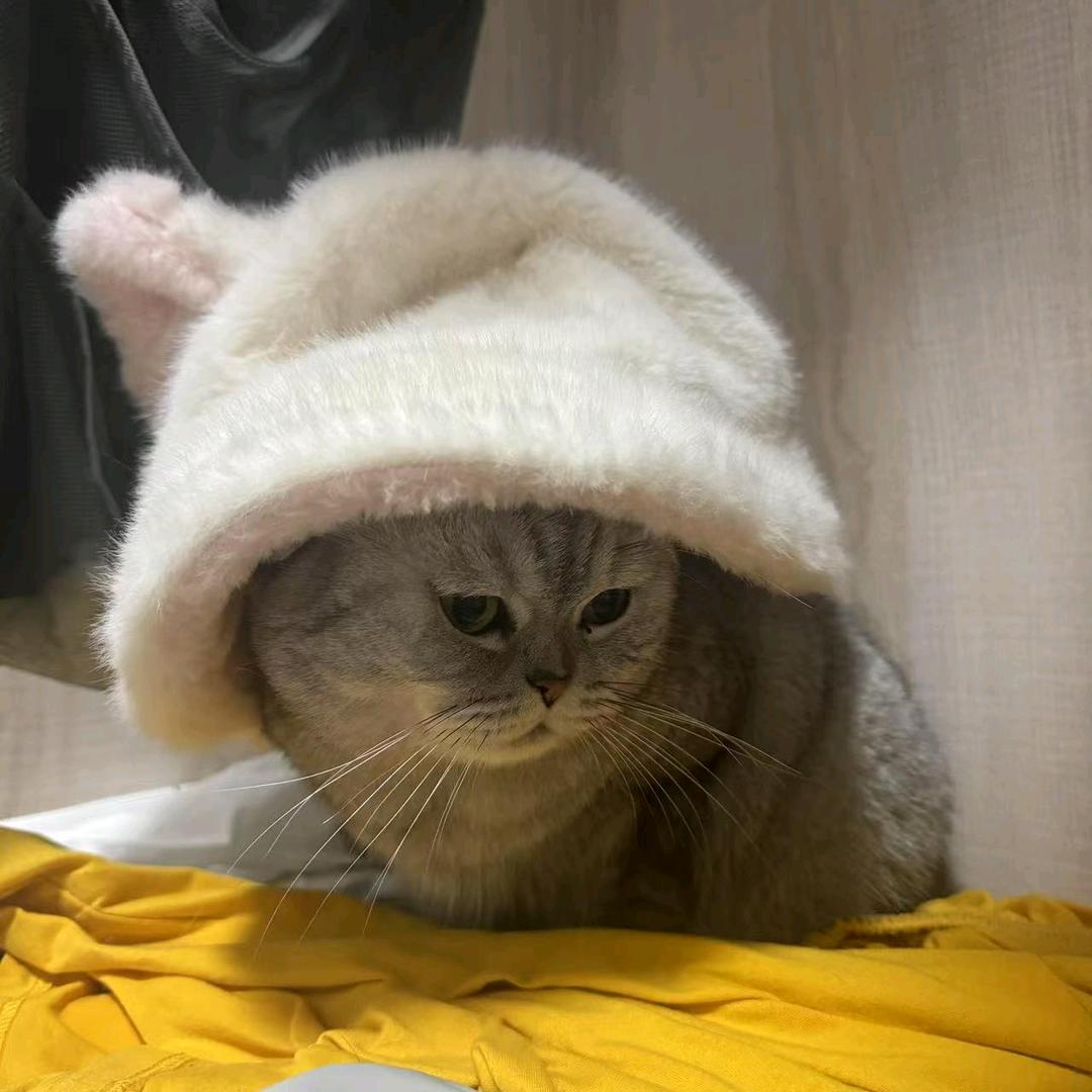 y、