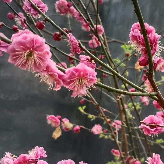 按摩，腰间盘突出，肩周炎，颈椎病