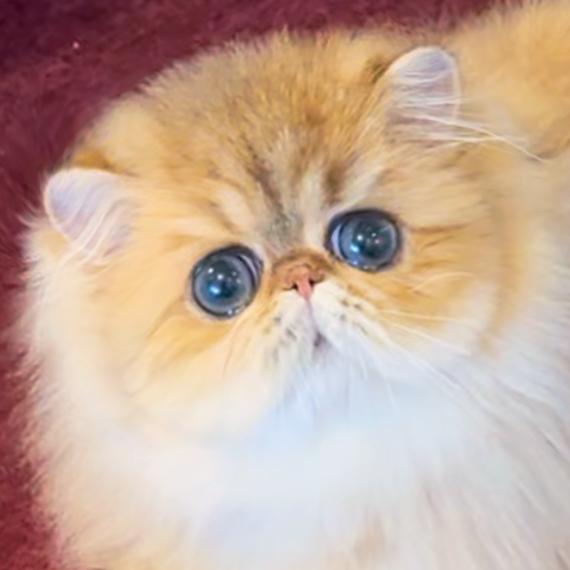 我养了两只猫