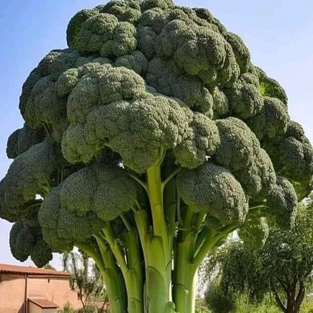 吴阿莉