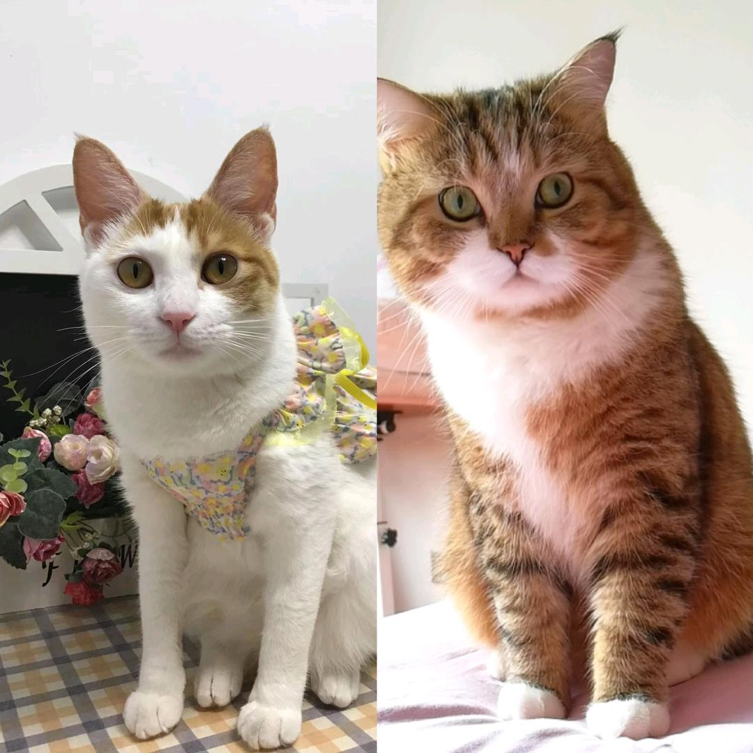 小猫咪咪