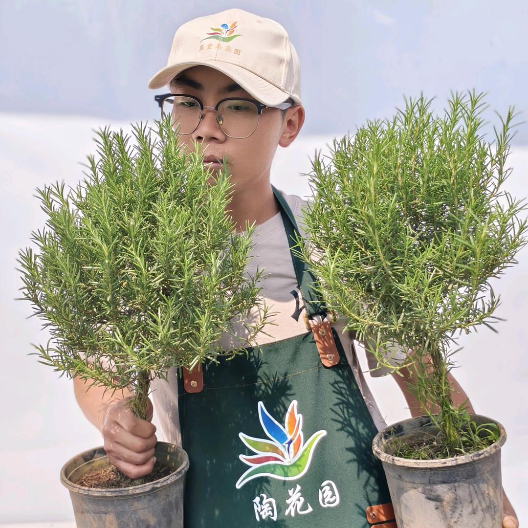 陶花园 小陶花