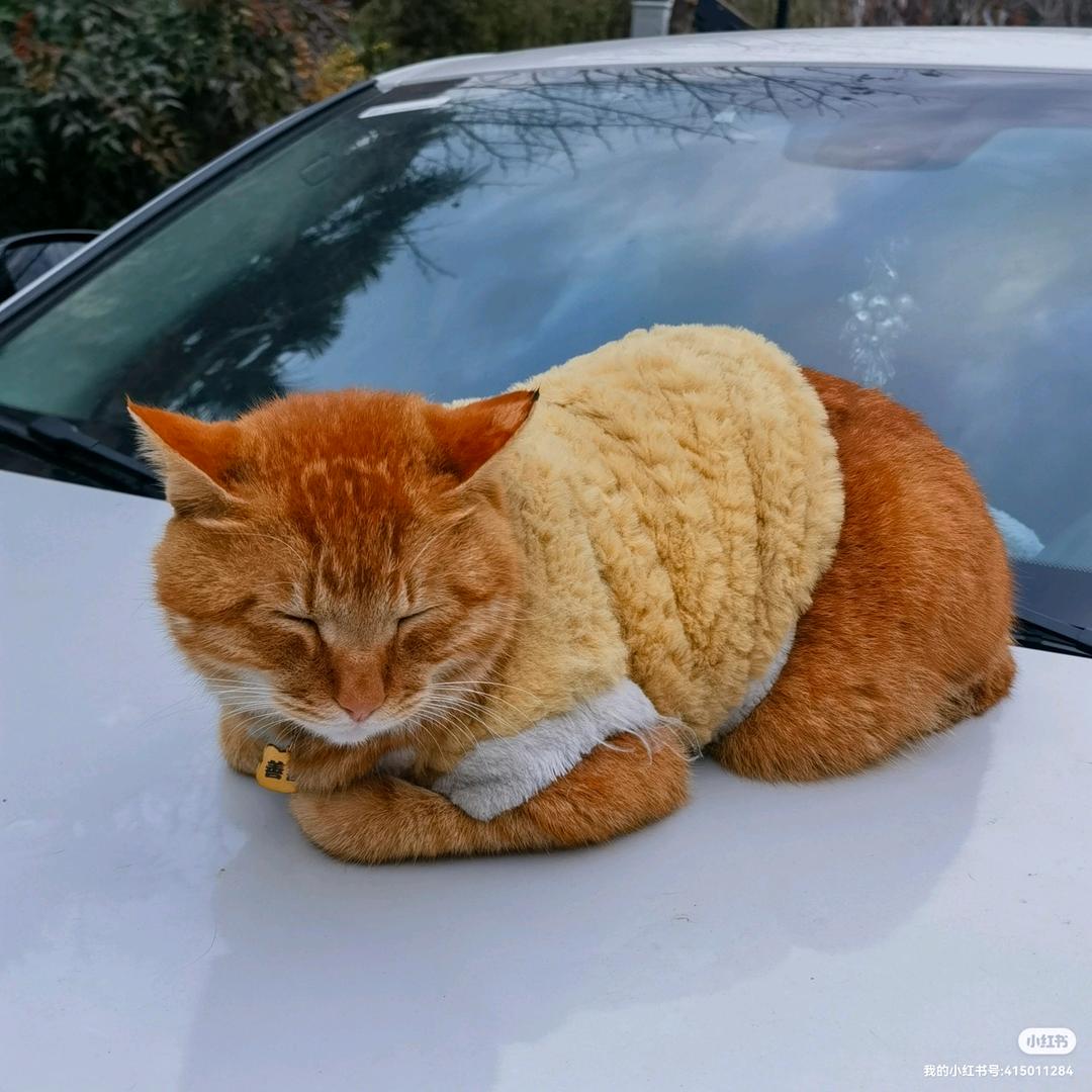 仓仓仓仓鼠飞轮