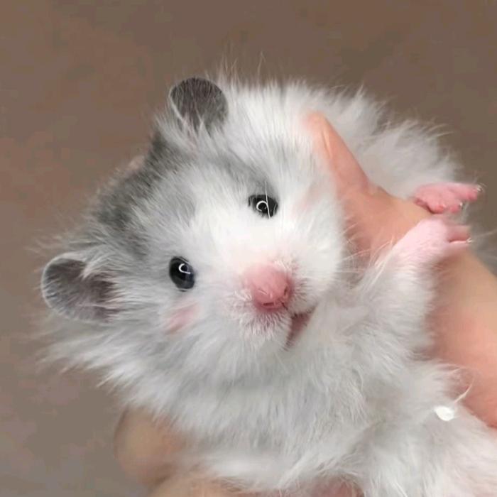 初见