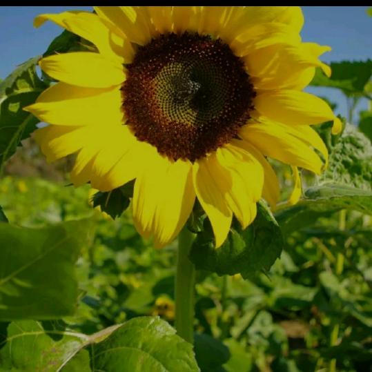 长沙小张数码手机