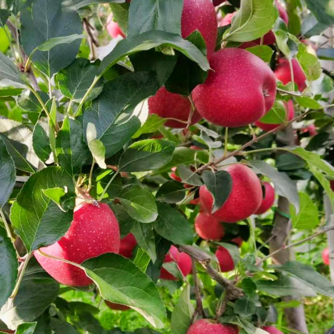 《百岸果》