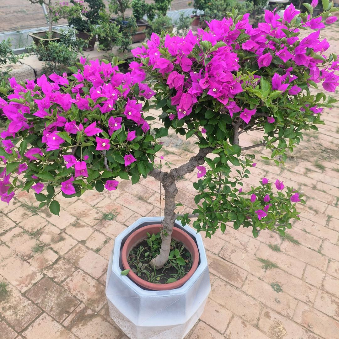 吴村绿佳花卉