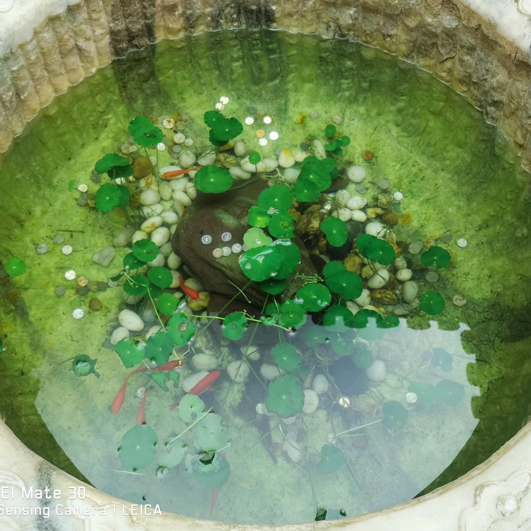 想飞的鱼🐠
