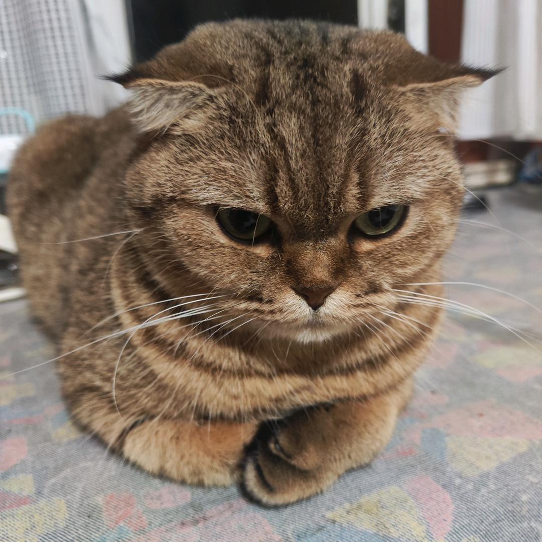 小虫
