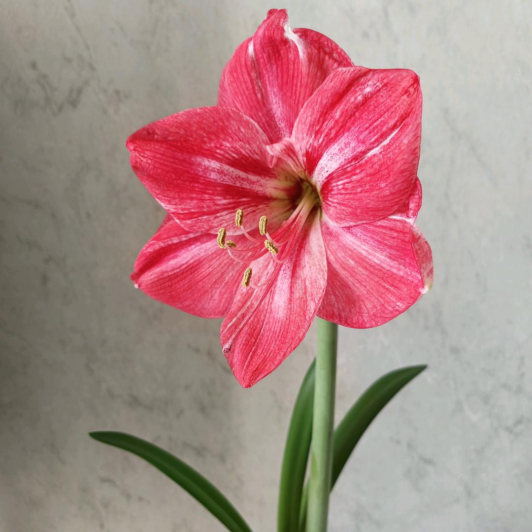 百合花开