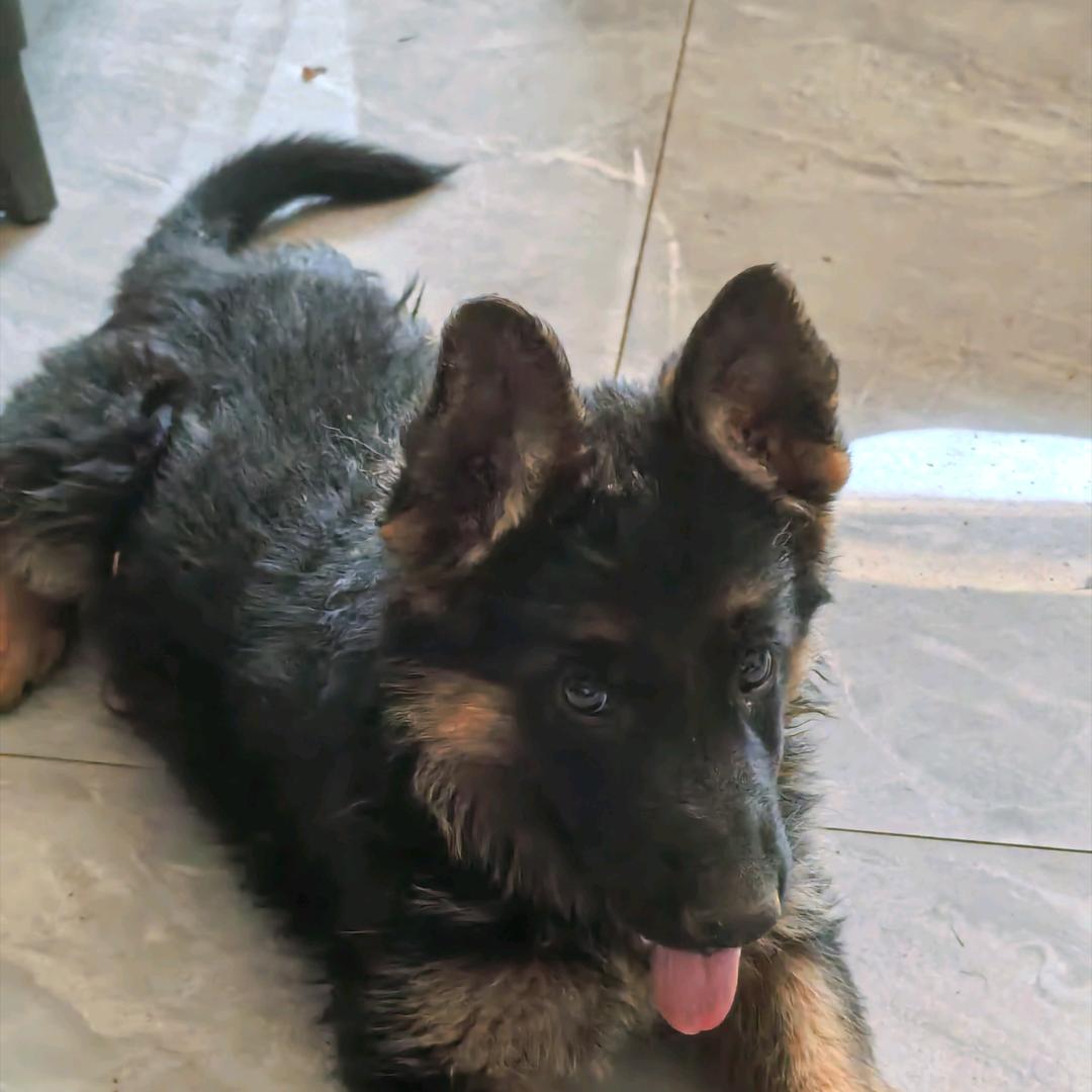 德牧养殖。放羊犬。