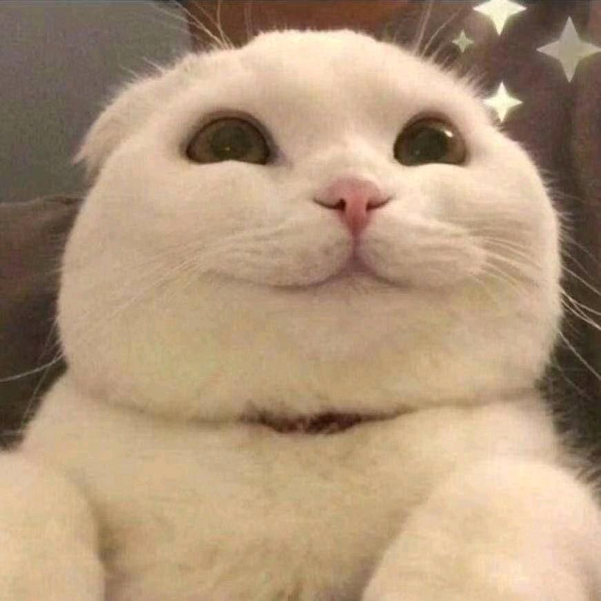 大 T