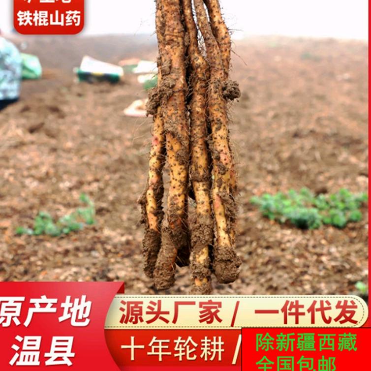 温县巧巧垆土铁棍山药