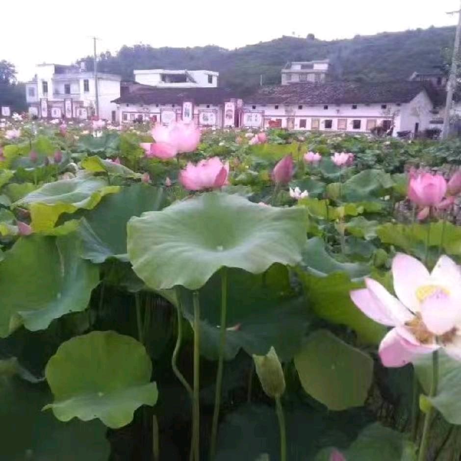 闲心守村人