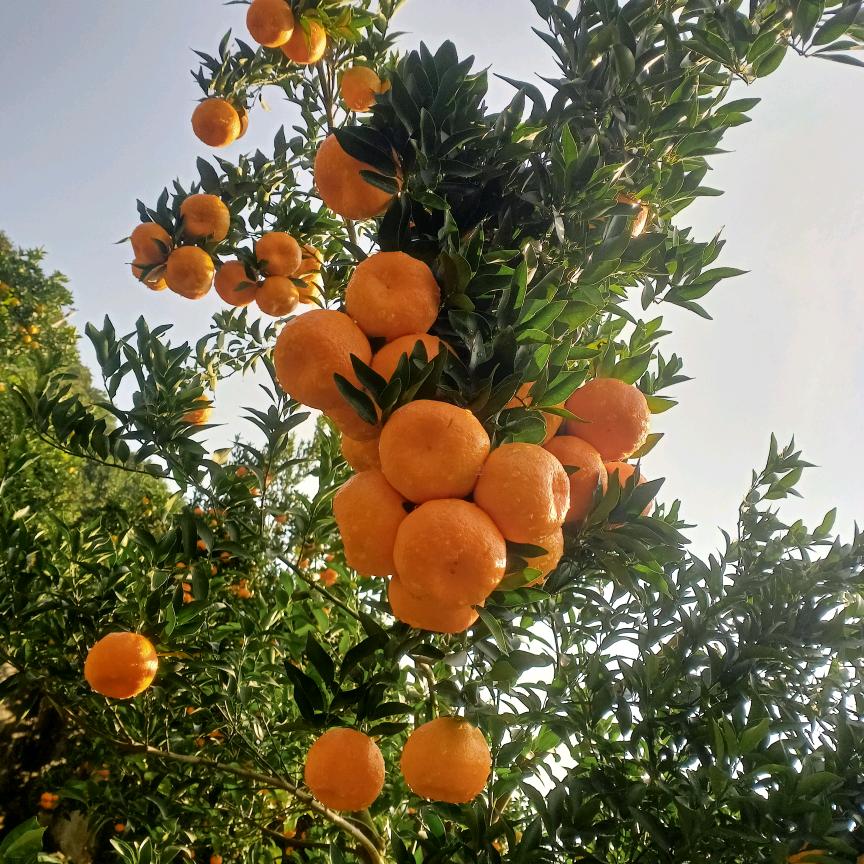 袁妹