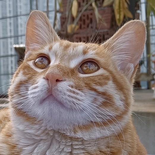 猫眼看世界