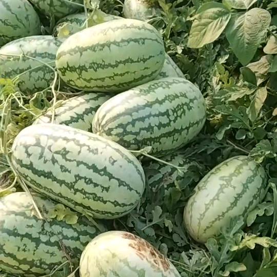 蒋氏西瓜🍉
