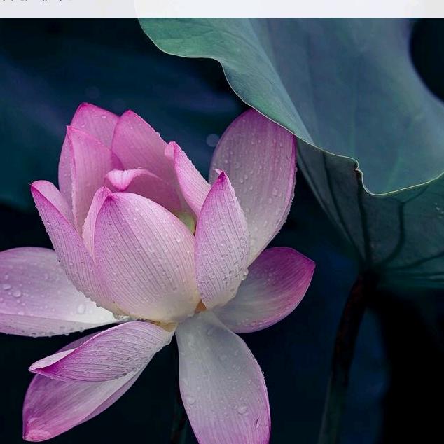 美娇（今世缘小号）