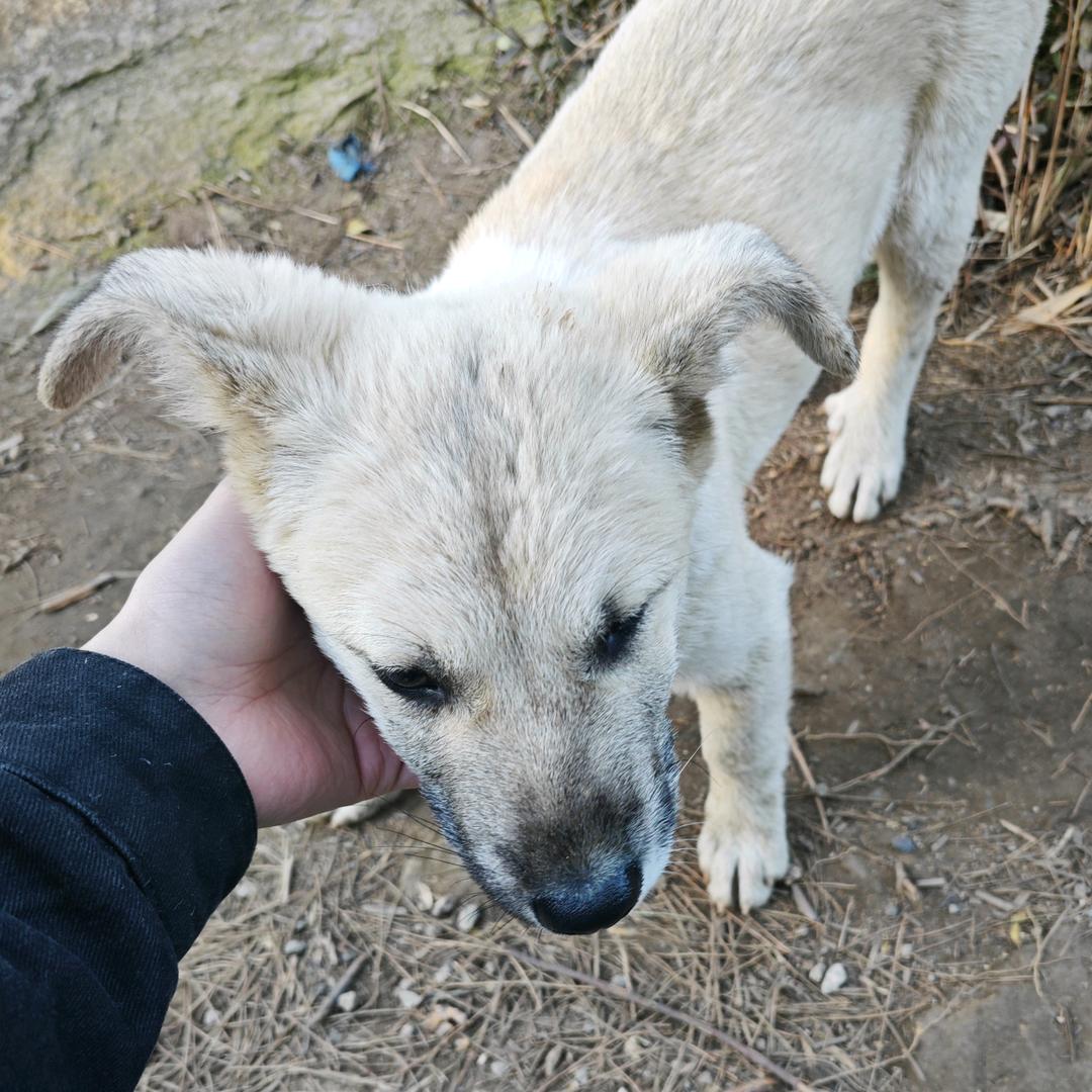 小苟（失业版）