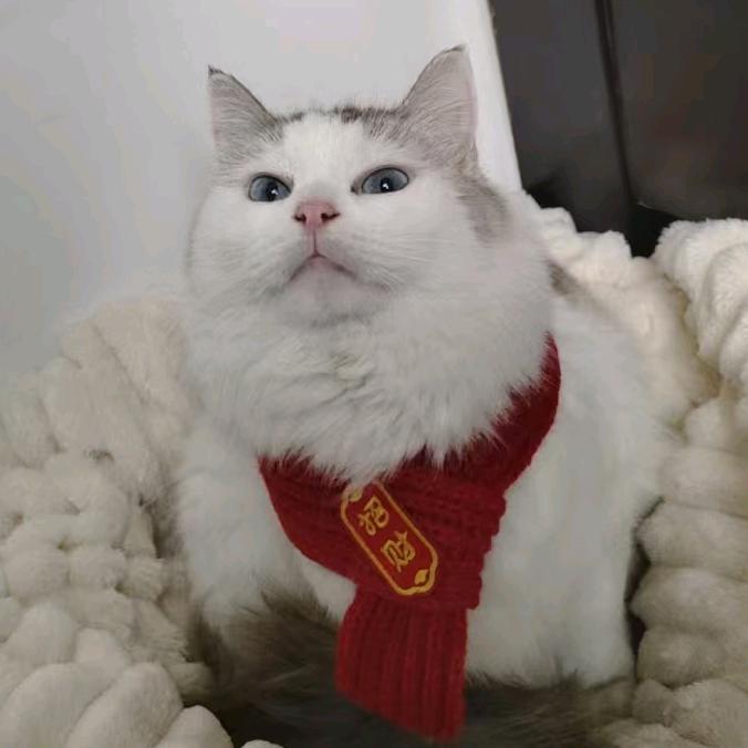 是一只猫🐱