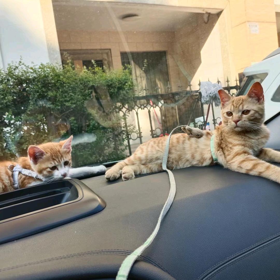 大咪是只幸运猫