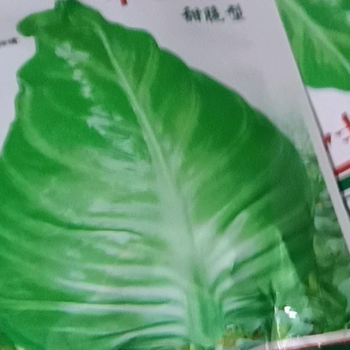郭幺姐