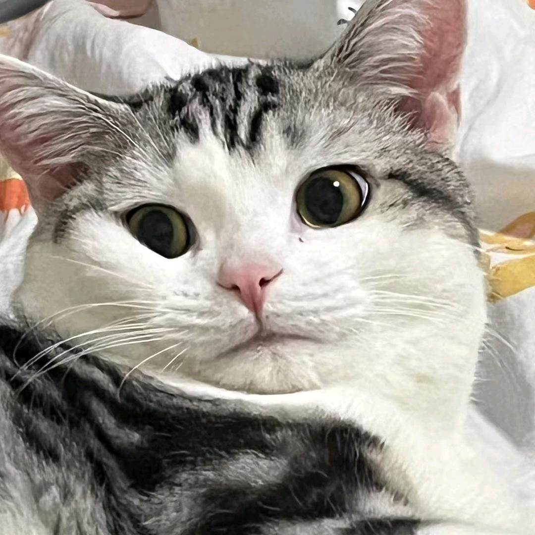 爱吃雪碧