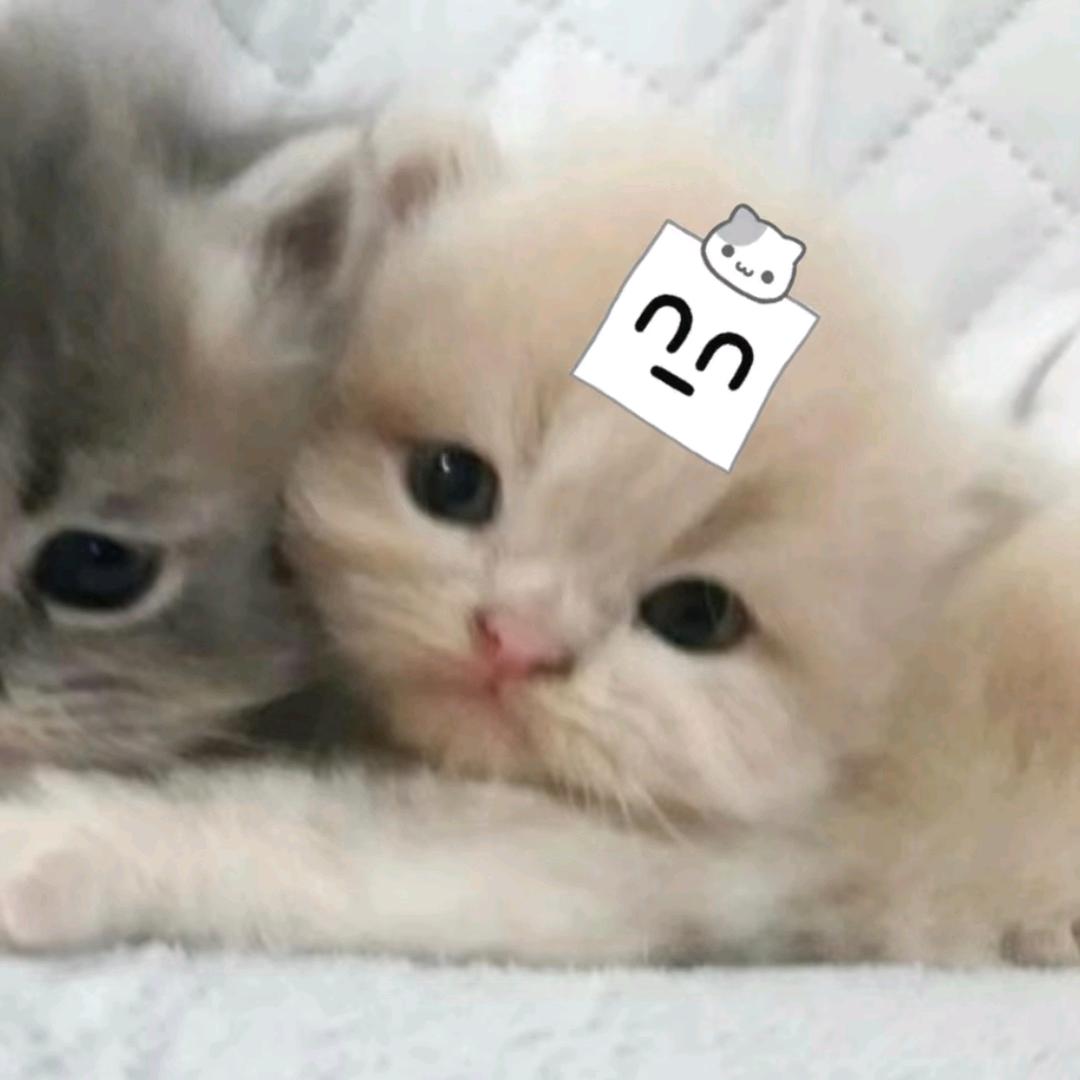淋滂淤