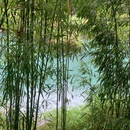 Feng_Zhe