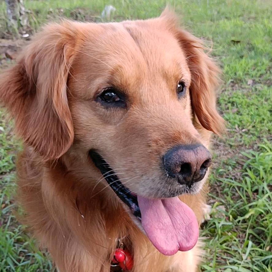 小猪 ɞ²⁸︍︉︍︍⁹³🐸