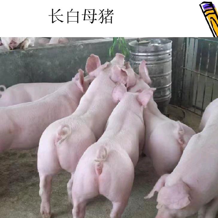 万利达种猪养殖场