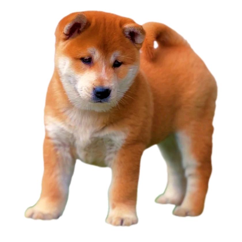 珂优的每一天进步